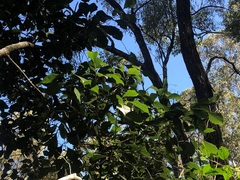 Auranticarpa rhombifolia