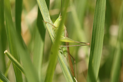 Conocephalus longipes