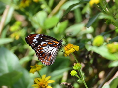 Danaus affinis