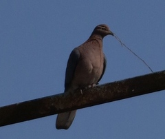 Streptopelia senegalensis