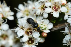 Hylaeus euxanthus