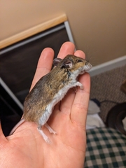 Peromyscus maniculatus