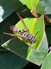 Mischocyttarus pallidipectus