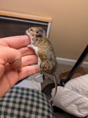 Peromyscus maniculatus