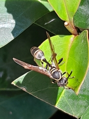 Mischocyttarus pallidipectus