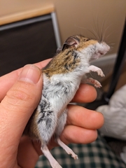 Peromyscus maniculatus