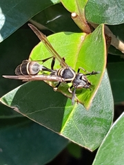 Mischocyttarus pallidipectus