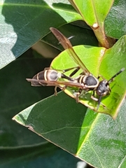 Mischocyttarus pallidipectus
