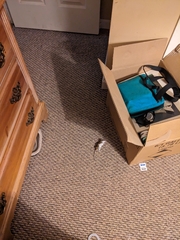 Peromyscus maniculatus