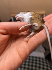 Peromyscus maniculatus