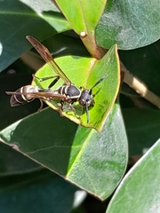 Mischocyttarus pallidipectus