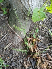 Lepidium desvauxii