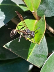 Mischocyttarus pallidipectus