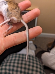 Peromyscus maniculatus