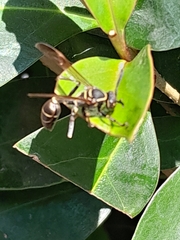 Mischocyttarus pallidipectus