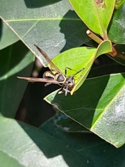 Mischocyttarus pallidipectus