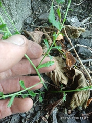 Lepidium desvauxii