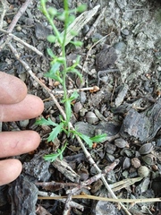 Lepidium desvauxii
