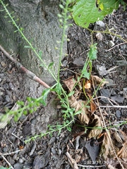 Lepidium desvauxii