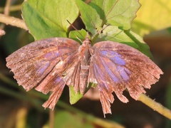 Mahathala ameria