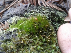 Campylopus introflexus