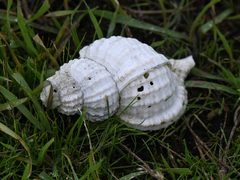 Fusitriton oregonensis