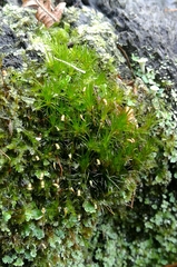 Campylopus introflexus