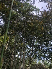 Guadua angustifolia