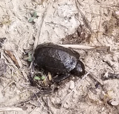 Kinosternon sonoriense