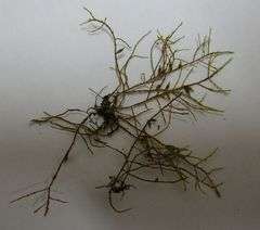 Cryphaea tenella