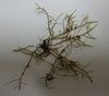 Cryphaea tenella - Photo (c) John Steel, some rights reserved (CC BY), uploaded by John Steel