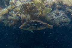 Notolabrus gymnogenis