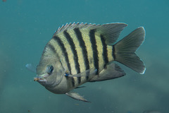 Abudefduf bengalensis