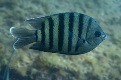 Abudefduf bengalensis