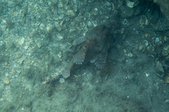 Scorpaena jacksoniensis