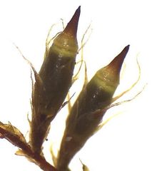 Cryphaea tenella