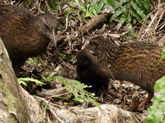 Gallirallus australis