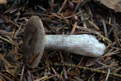 Lactarius pseudomucidus