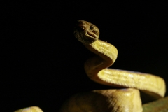 Corallus annulatus