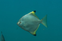 Monodactylus argenteus
