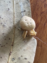 Cyrtophora exanthematica