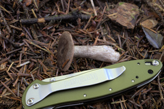 Lactarius pseudomucidus