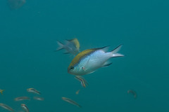 Chromis nitida