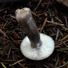 Lactarius pseudomucidus