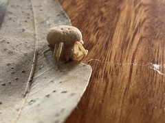 Cyrtophora exanthematica