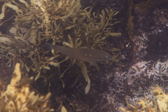 Stethojulis strigiventer