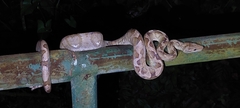 Corallus annulatus