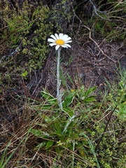 Celmisia spectabilis