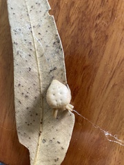 Cyrtophora exanthematica