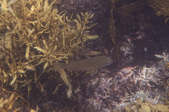 Stethojulis strigiventer